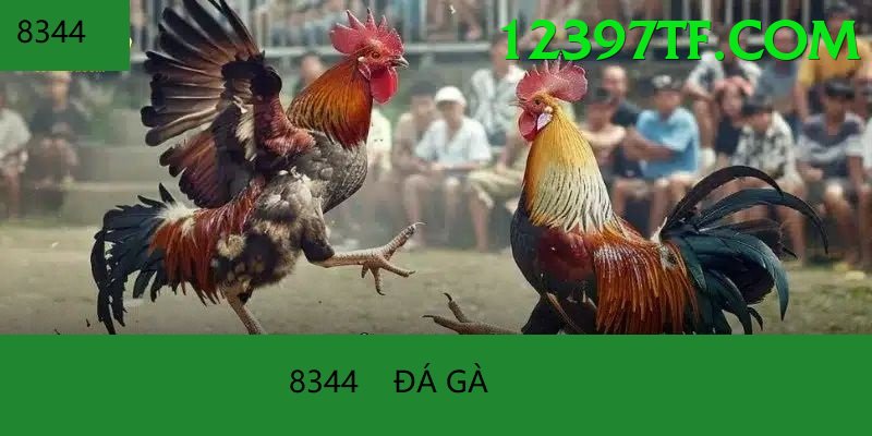 Đá Gà Trực Tiếp - p3bet