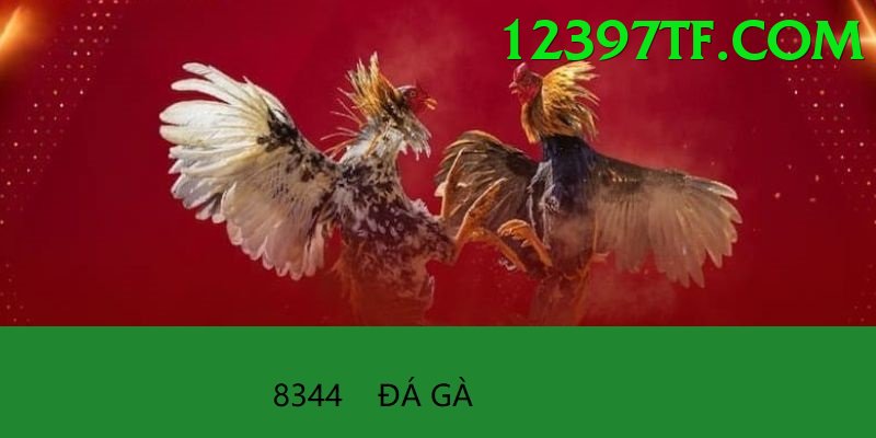 Đá Gà Trực Tiếp - Trải nghiệm tuyệt vời