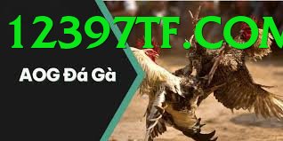 Đá Gà Trực Tiếp - Ưu đãi đặc biệt